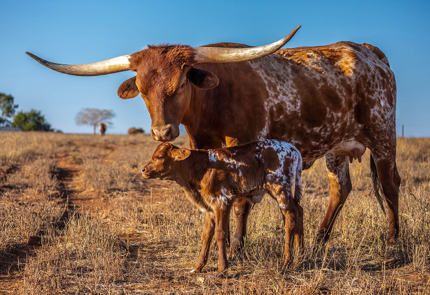 Image of a cattle and its calf by Jay Collier