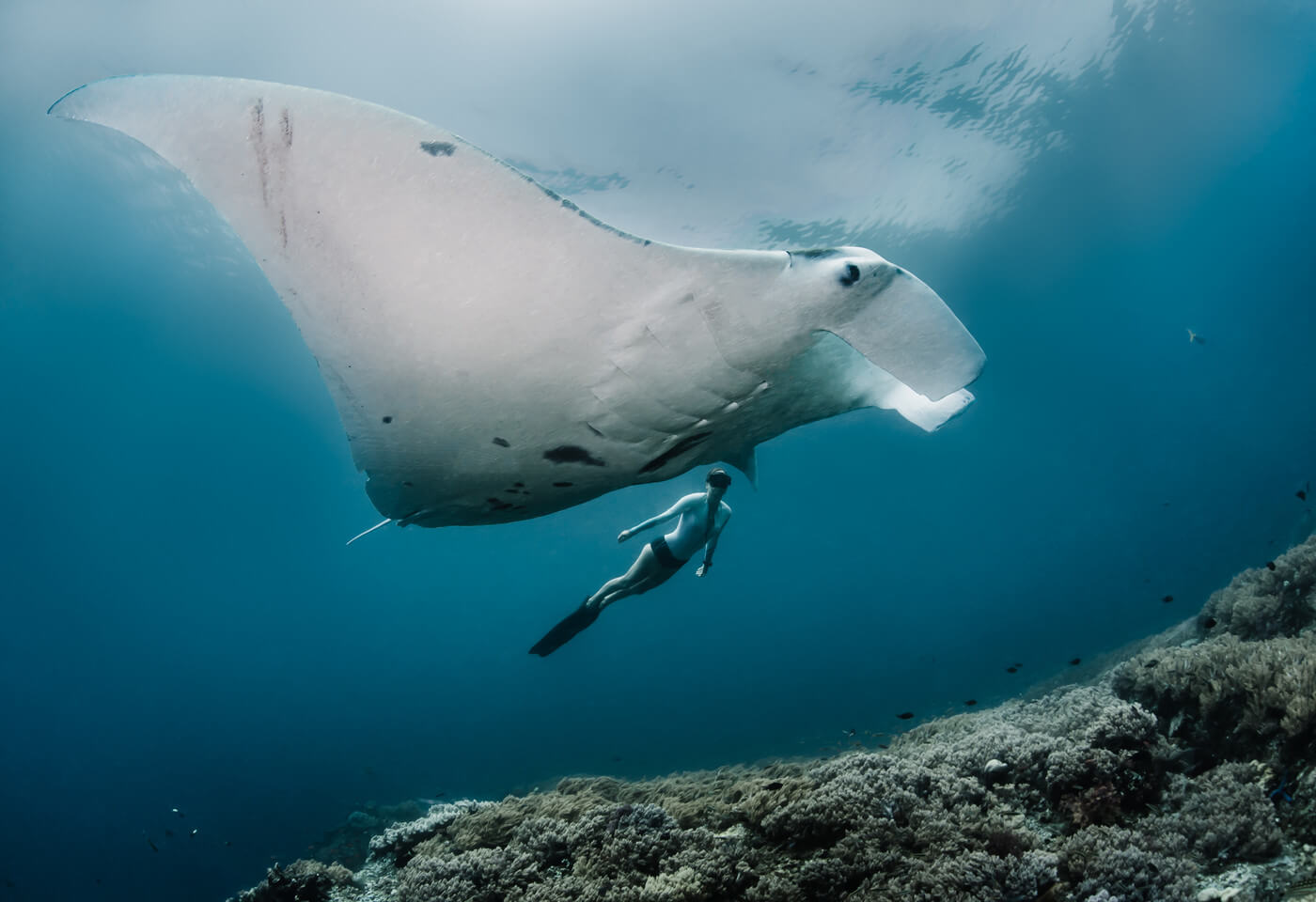 image of a manta ray in the Raja Ampat region, image by Shawn Heinrichs