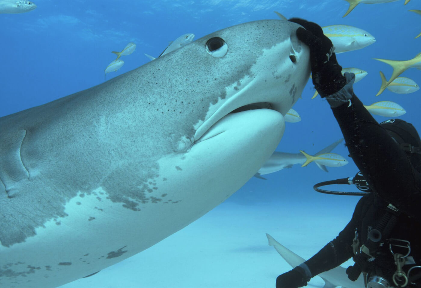 Takes by light image of diver patting a shark