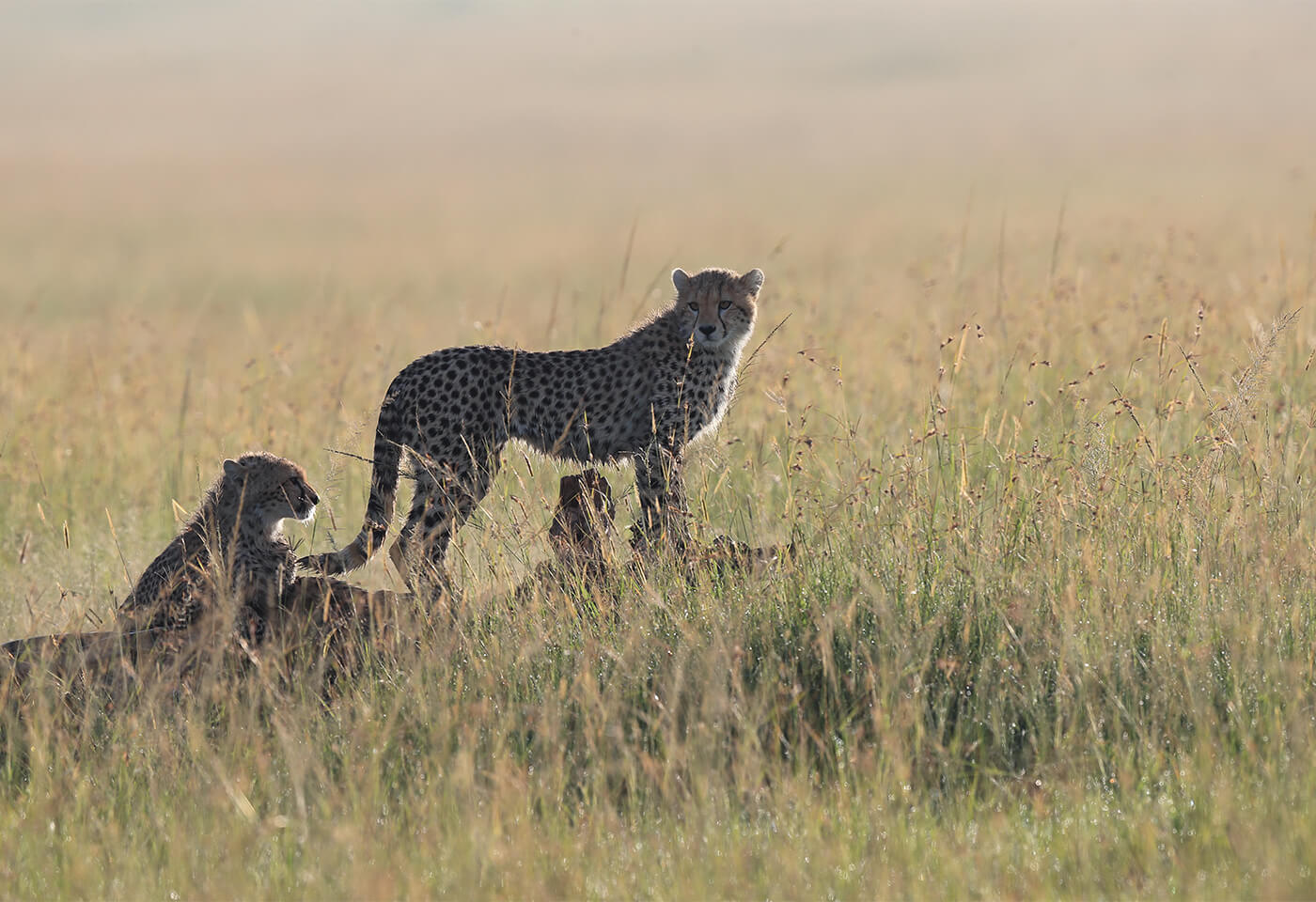Tales by light of a cheetah in Africa