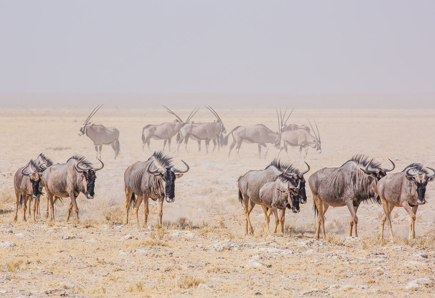 Wilderbeast tile image