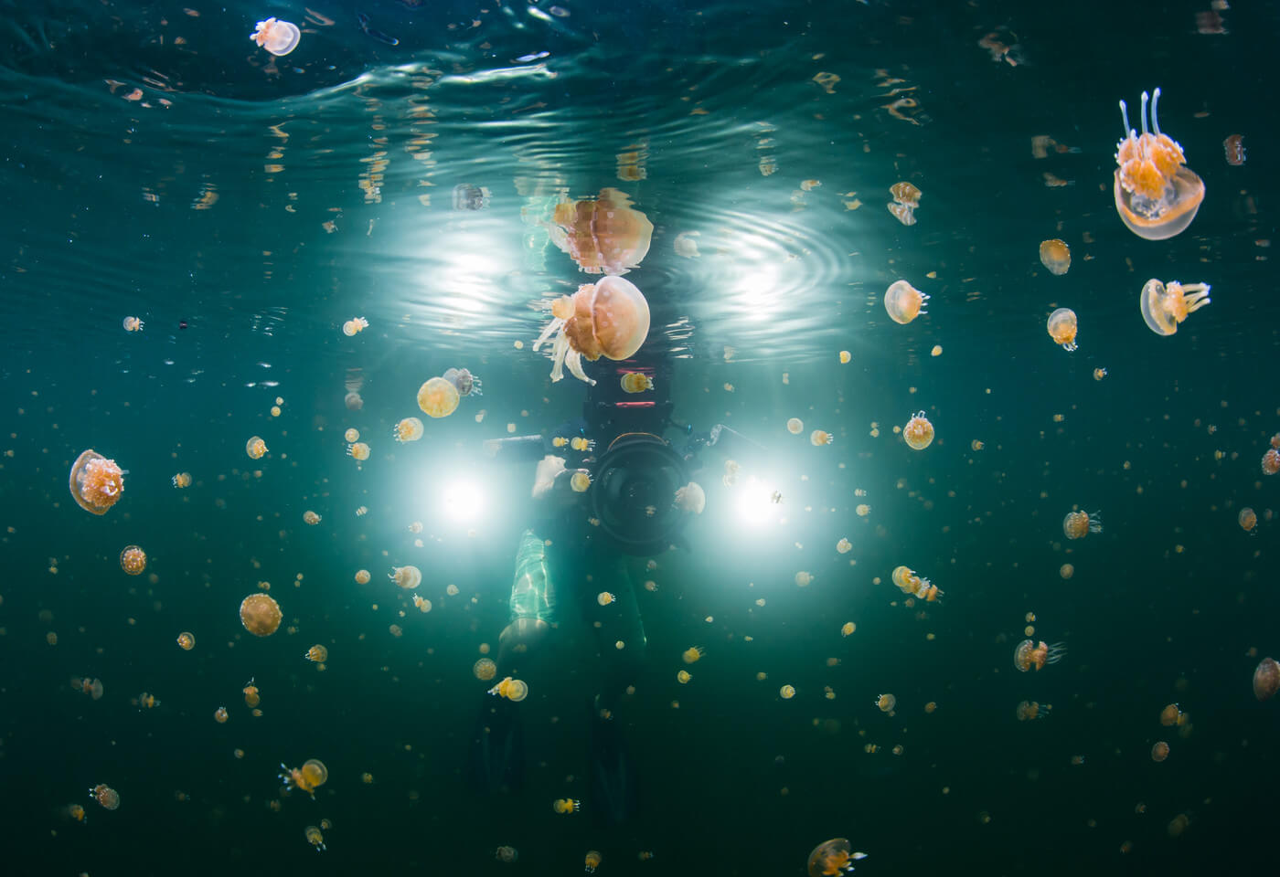 photo of jellyfish taken in the Raja Ampat region