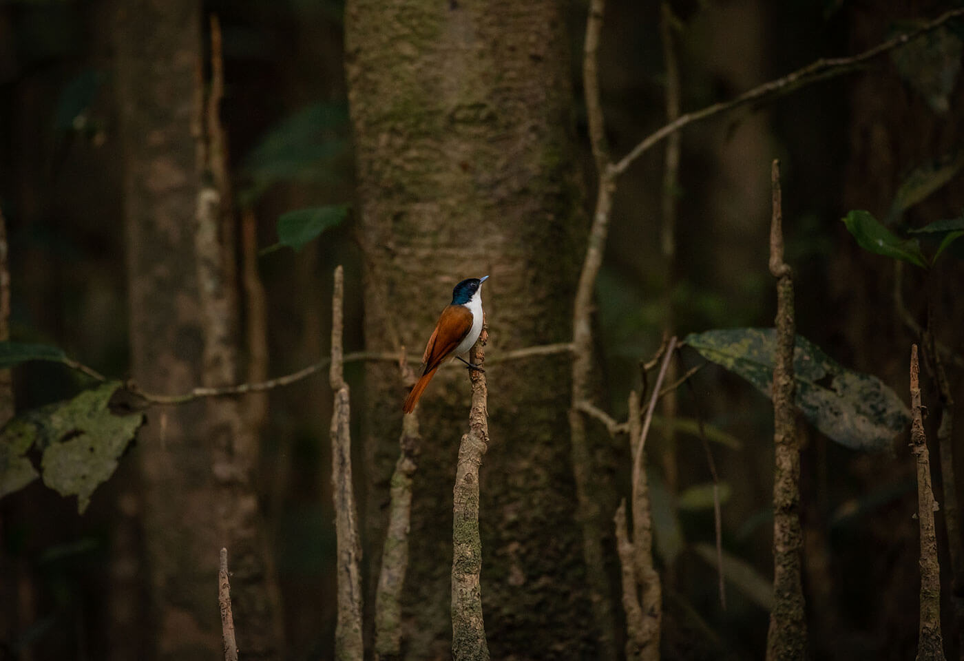 Bird Photography Tips and Techniques with Greg Sullavan 