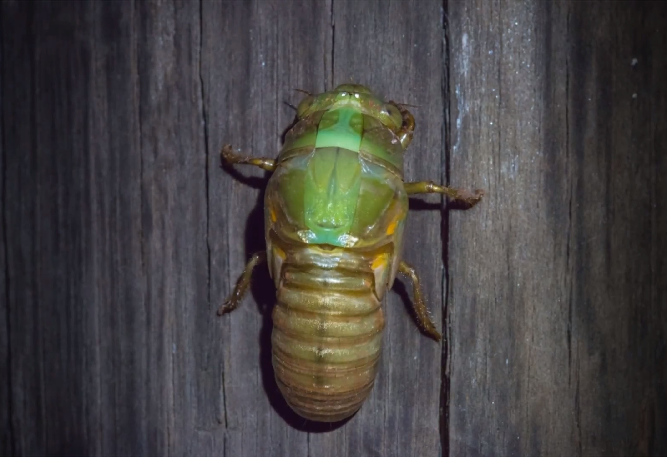 Macro image of Cicada metamorphis
