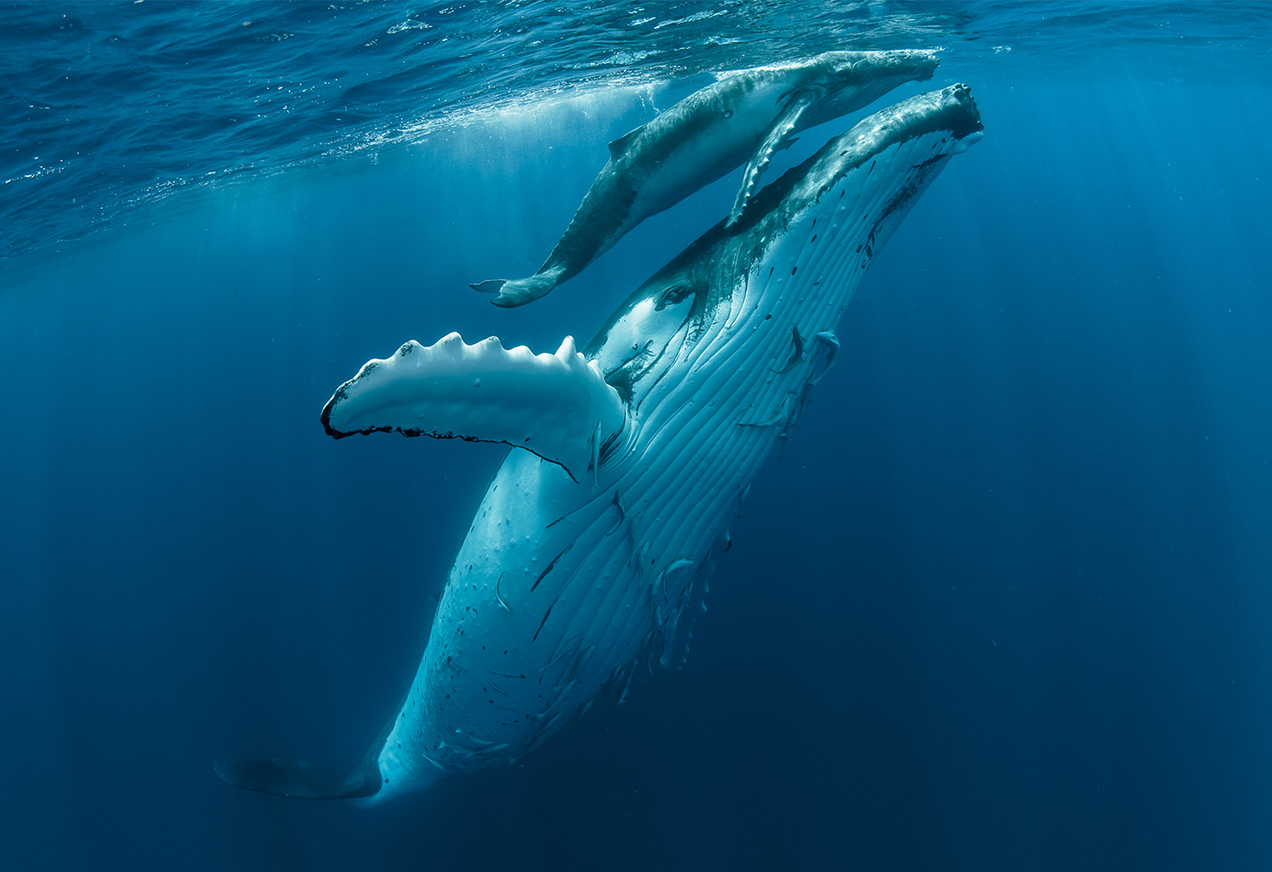 Whales swimming