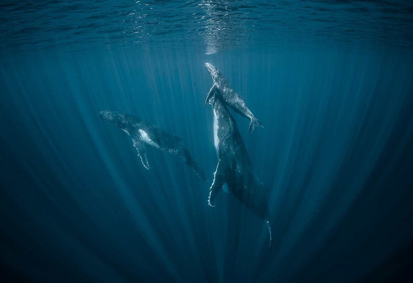 Whales swimming underwater