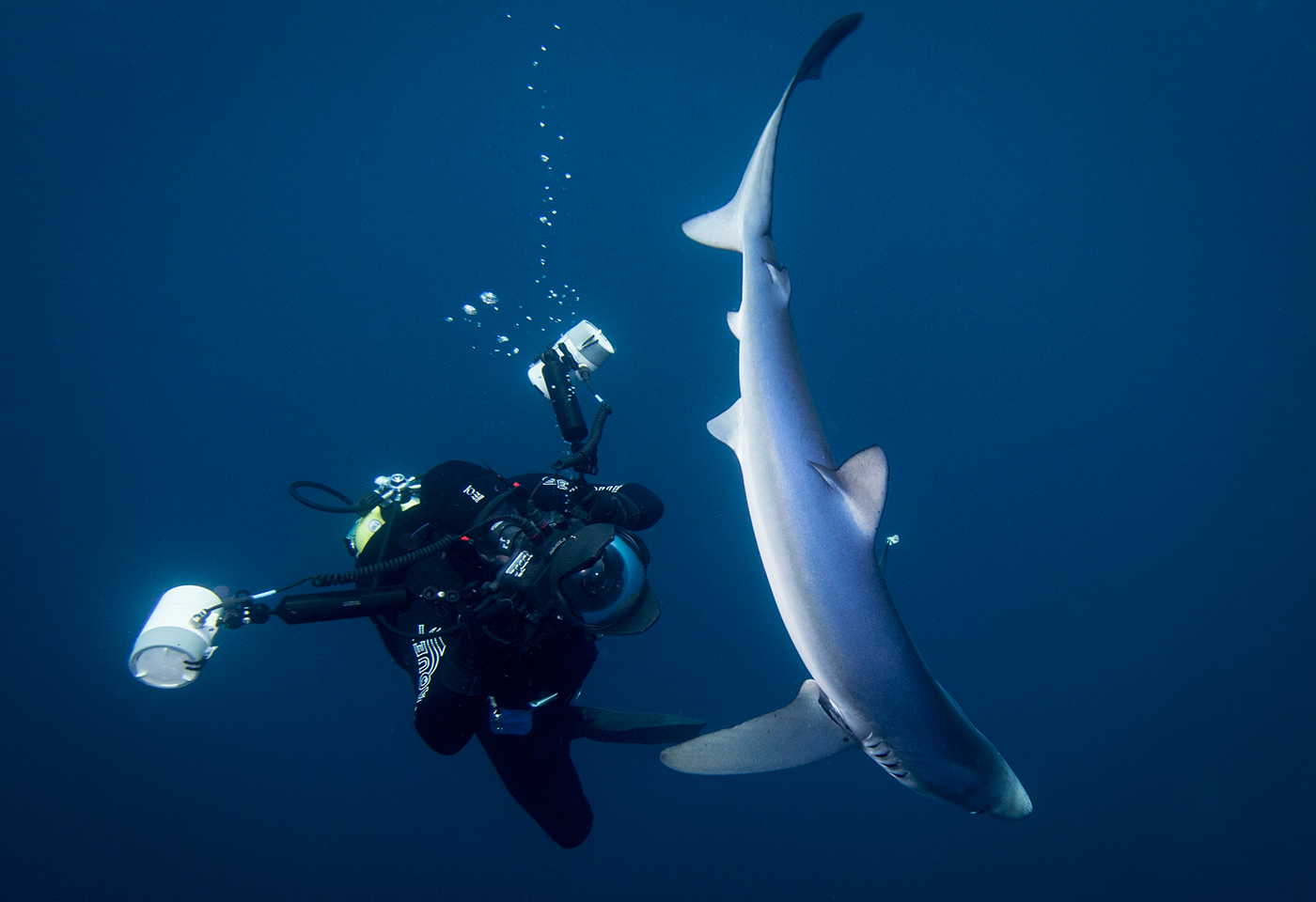 Underwater Wildlife Photography Tips Tile Image