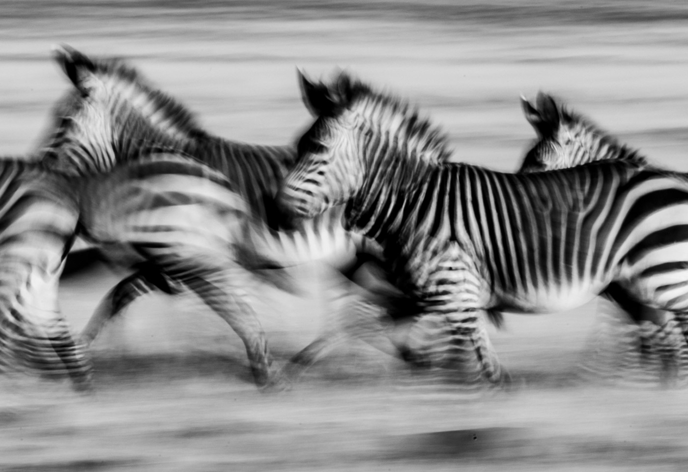 Zebras running Jay C
