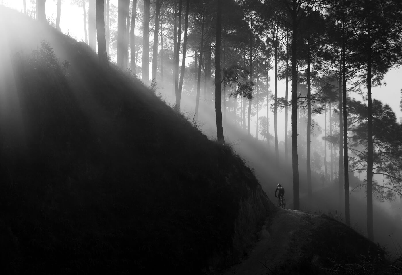 image of a forest in the outskirts of Kathmandu by Krystle Wright